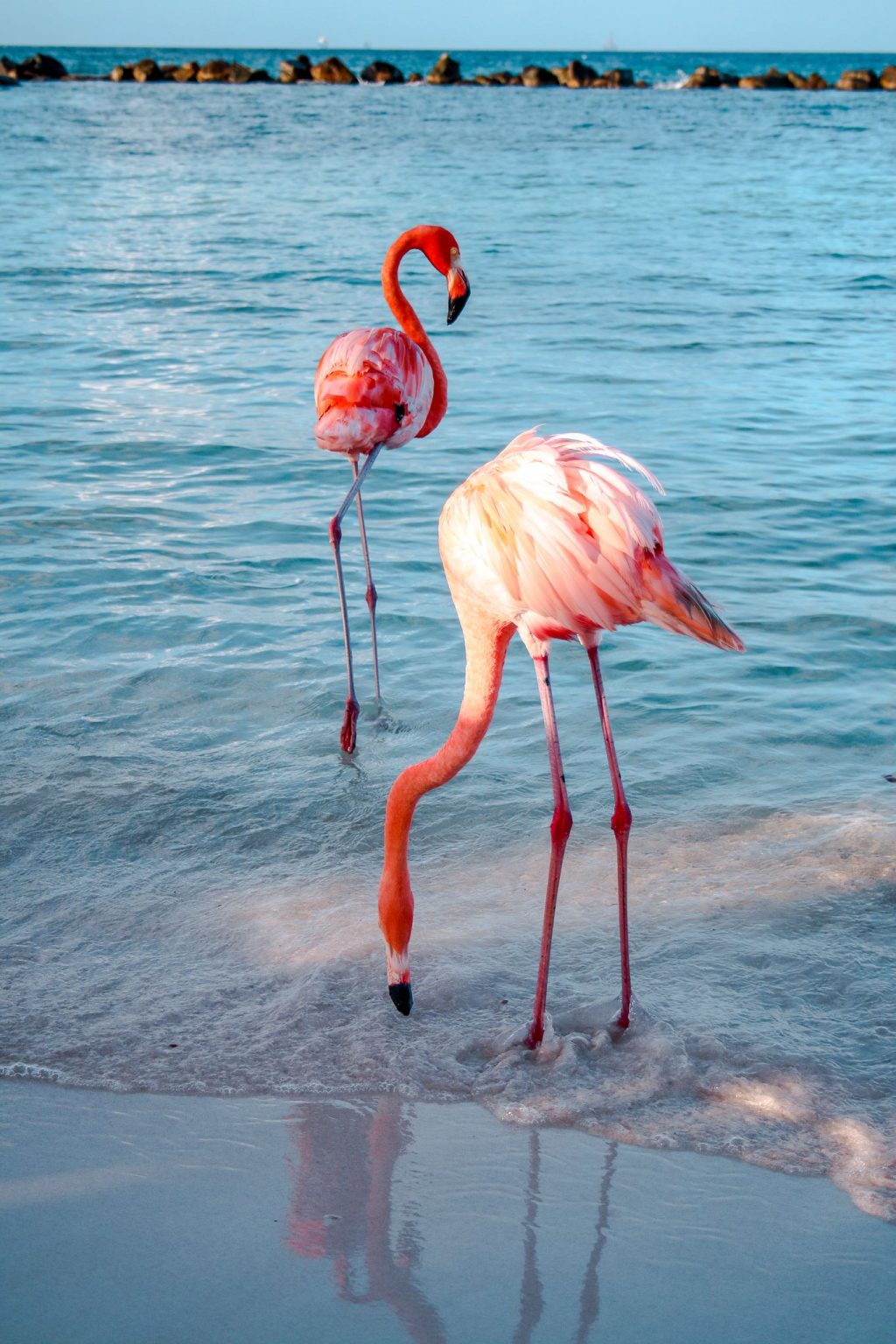 Detail Images Of Flamingos Nomer 46