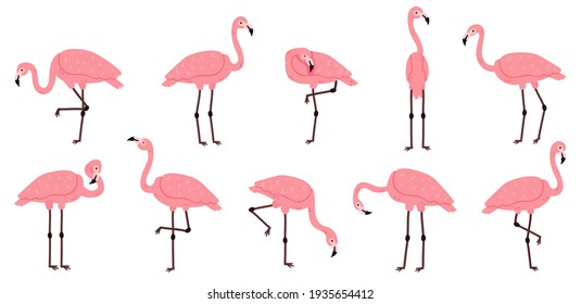 Detail Images Of Flamingos Nomer 47