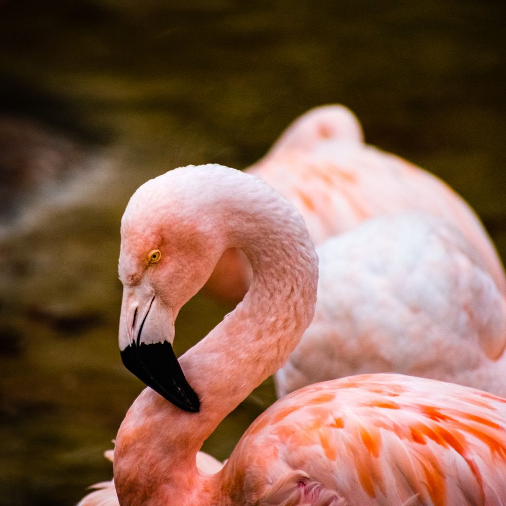 Detail Images Of Flamingos Nomer 48