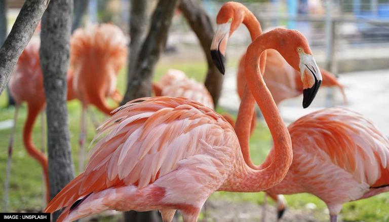 Detail Images Of Flamingos Nomer 50