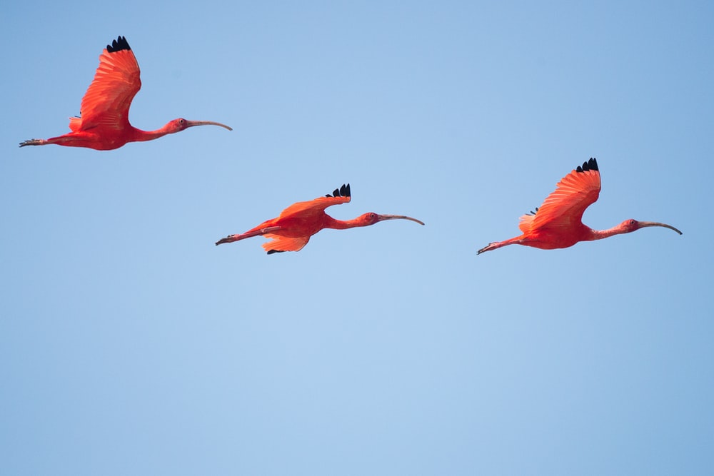 Detail Images Of Flamingos Nomer 51