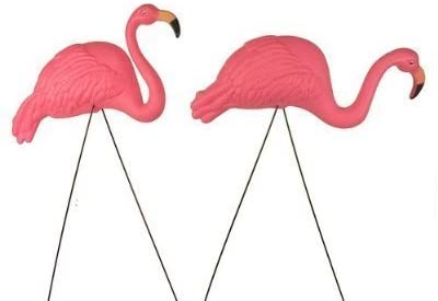 Detail Images Of Flamingos Nomer 52