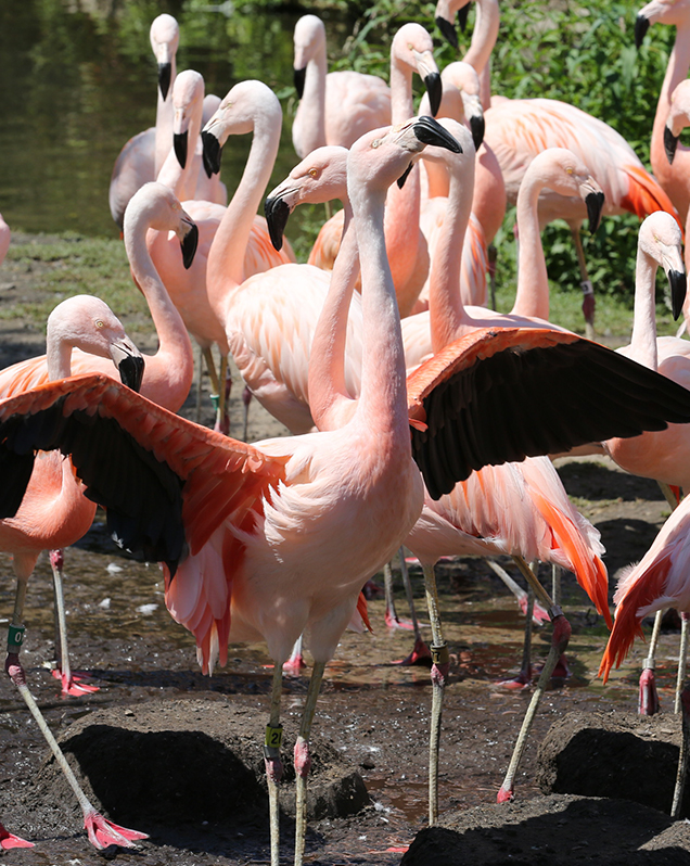 Detail Images Of Flamingos Nomer 54