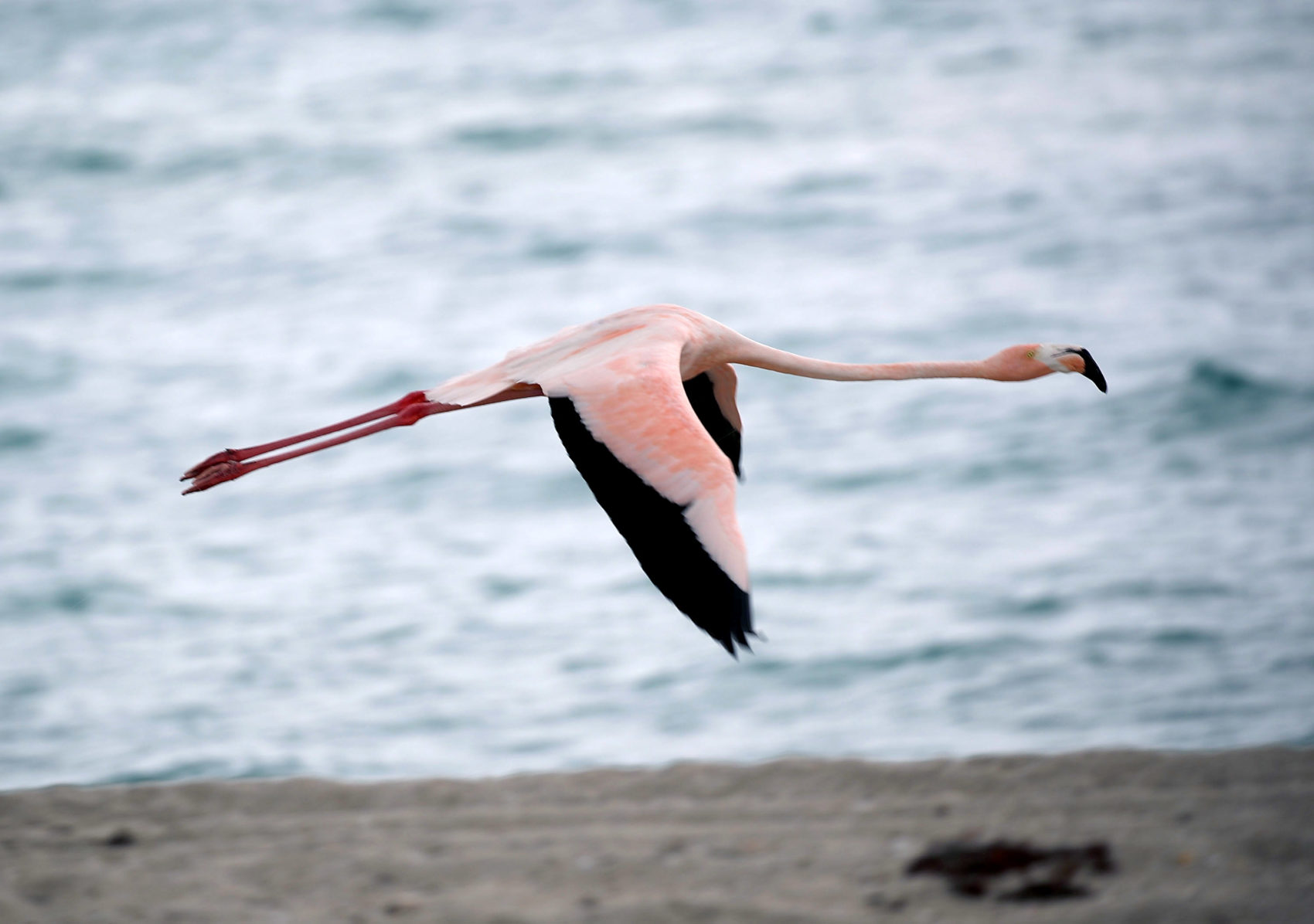 Detail Images Of Flamingos Nomer 55