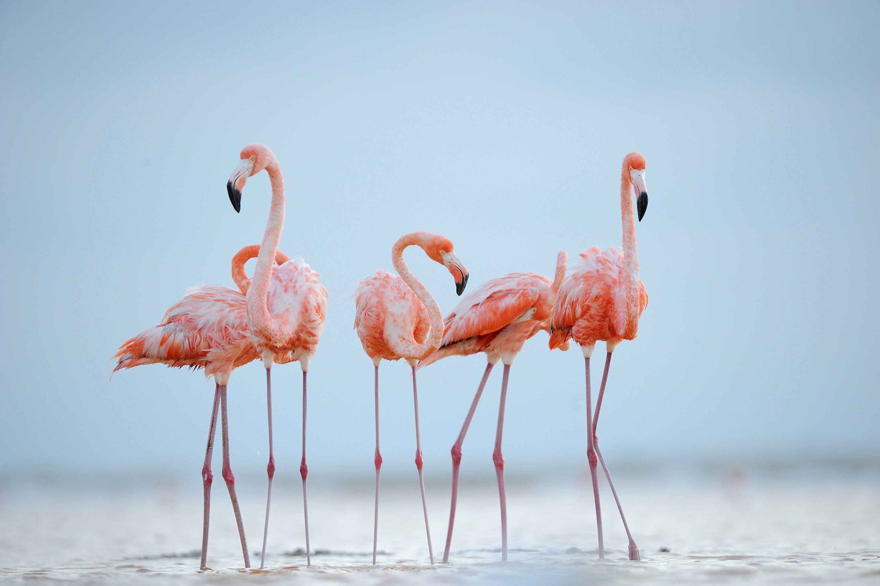 Detail Images Of Flamingos Nomer 7