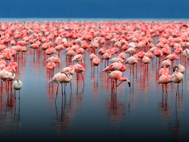 Detail Images Of Flamingos Nomer 9