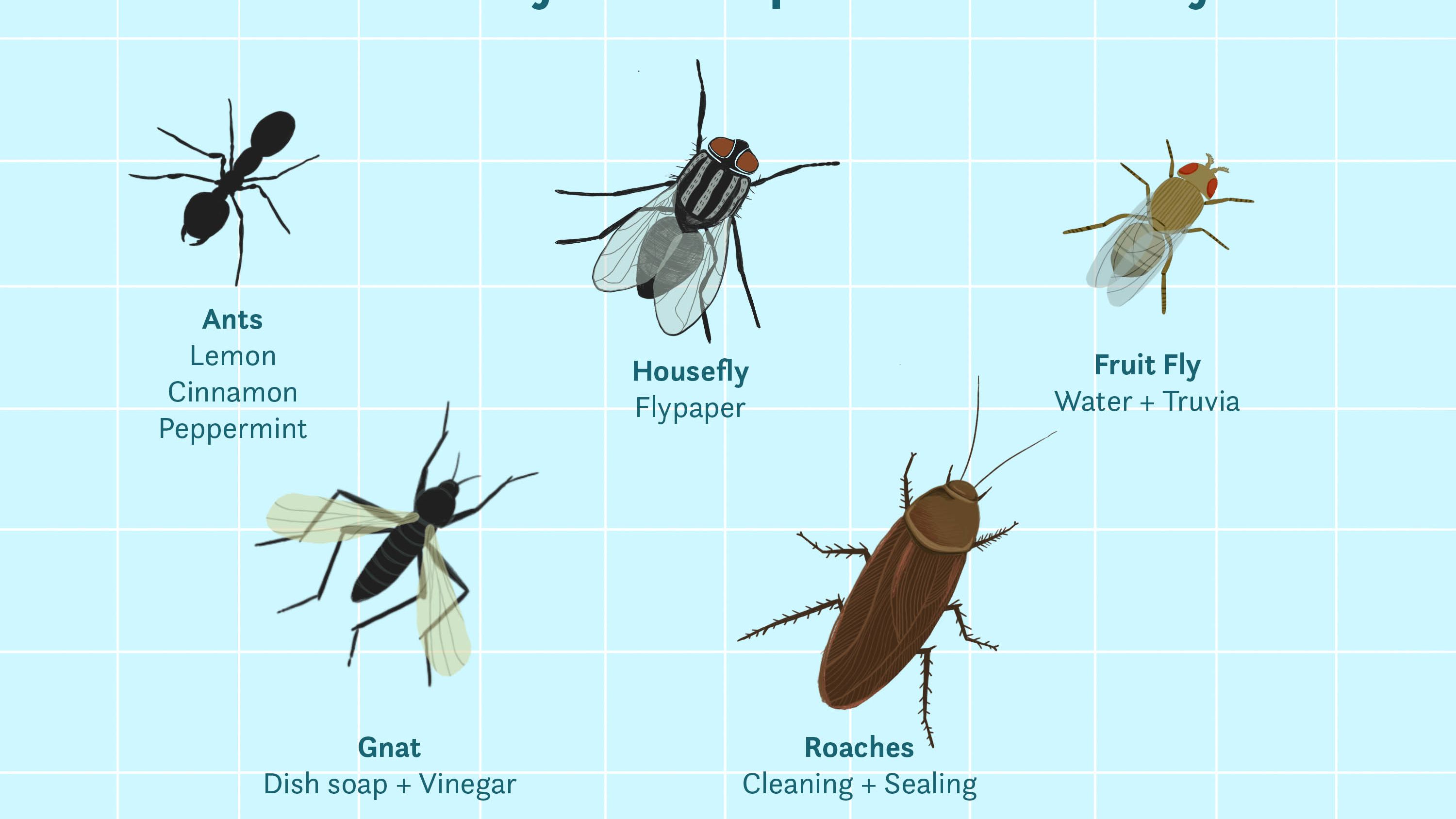 Detail Images Of Flying Insects Koleksi Nomer 13