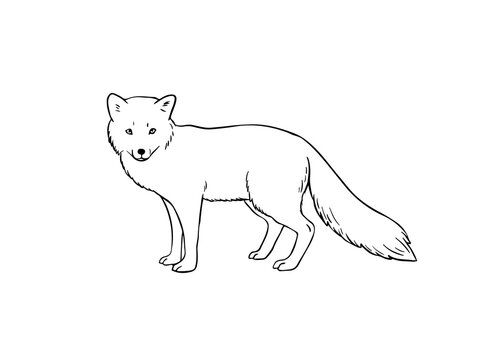 Detail Images Of Fox Drawings Nomer 11