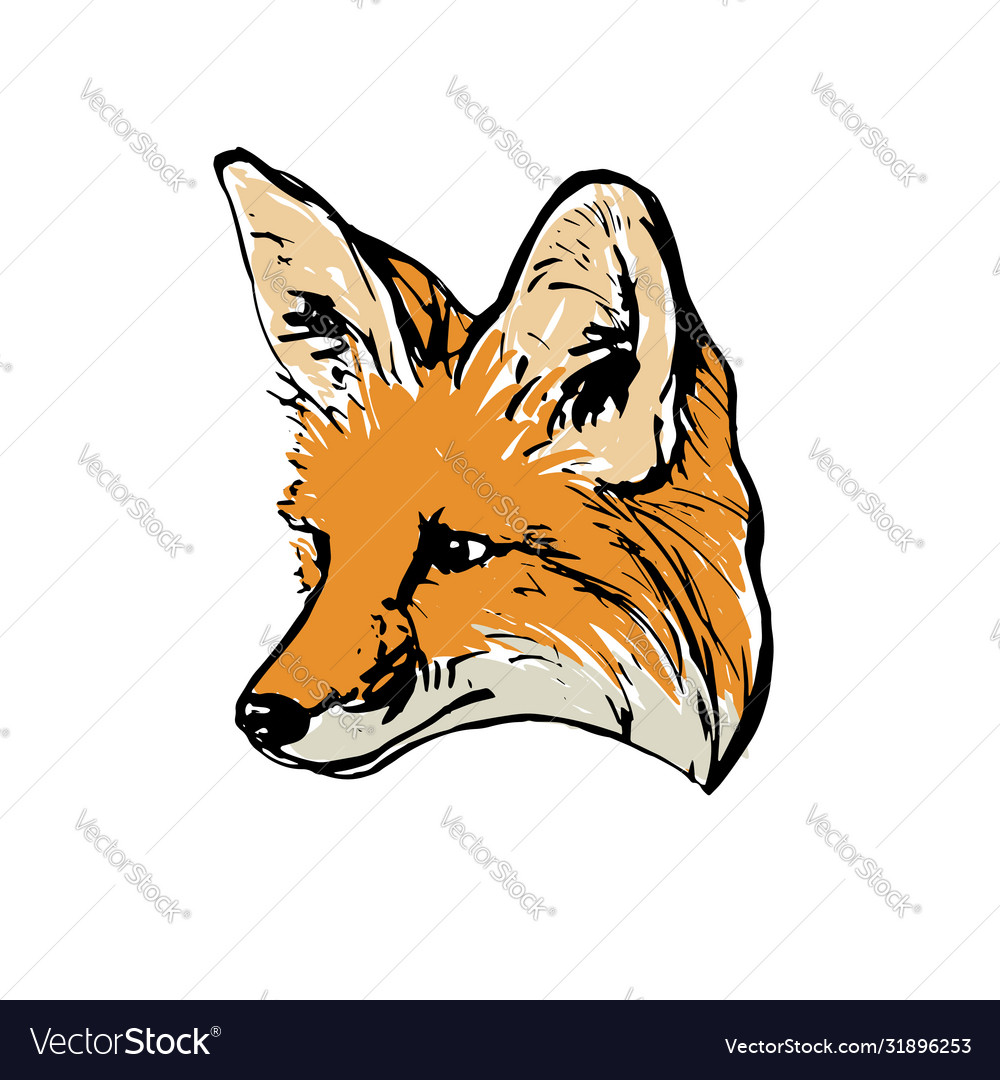 Detail Images Of Fox Drawings Nomer 30