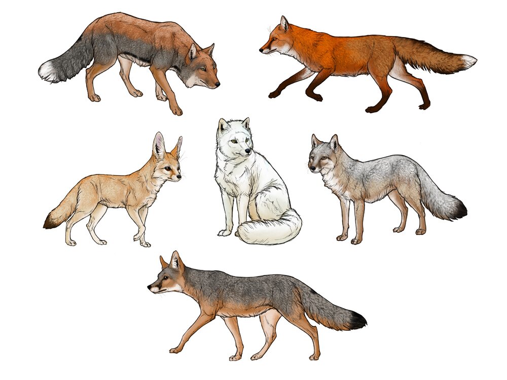 Detail Images Of Fox Drawings Nomer 49