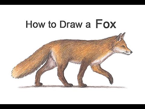 Detail Images Of Fox Drawings Nomer 53