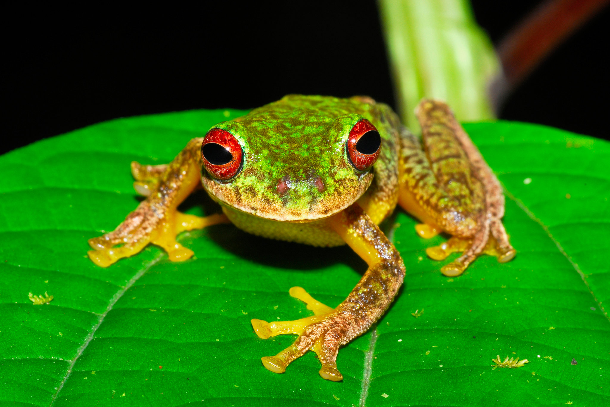 Detail Images Of Frogs Nomer 12