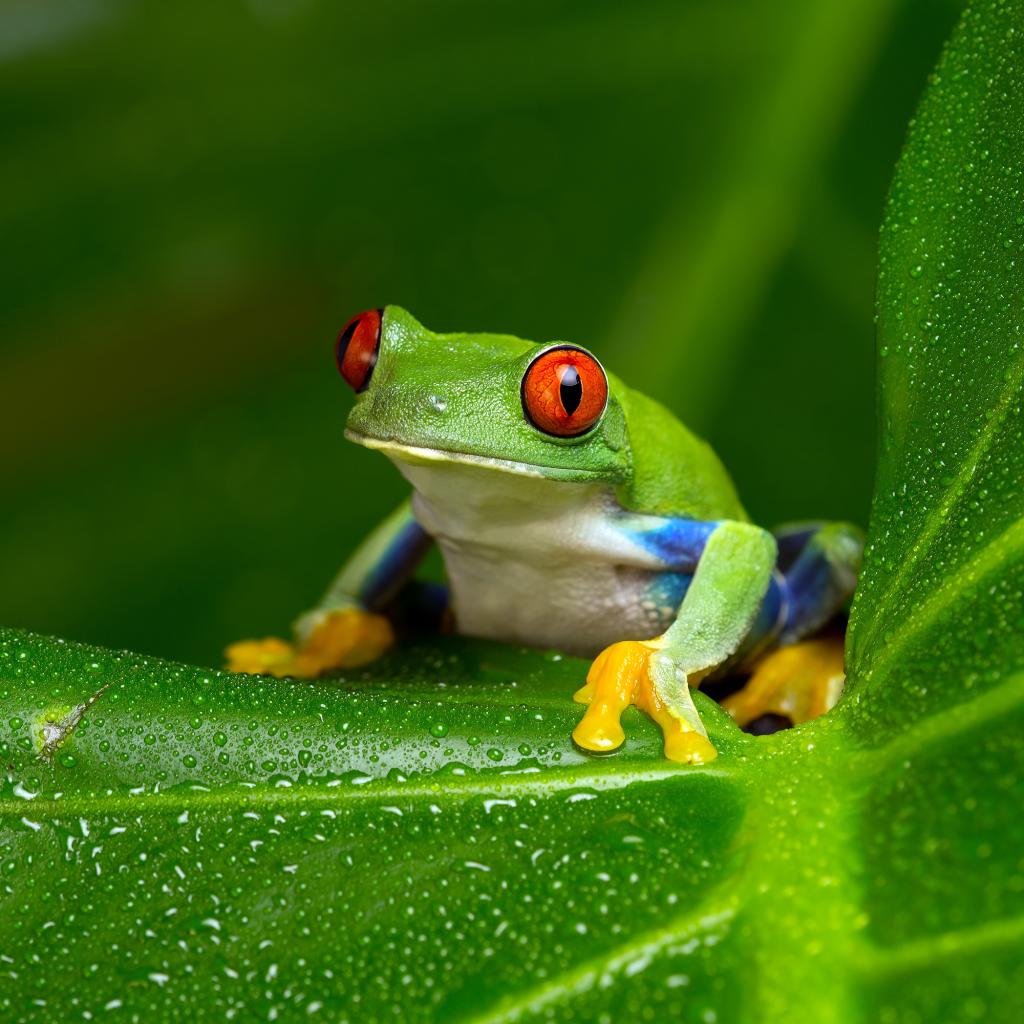 Detail Images Of Frogs Nomer 14