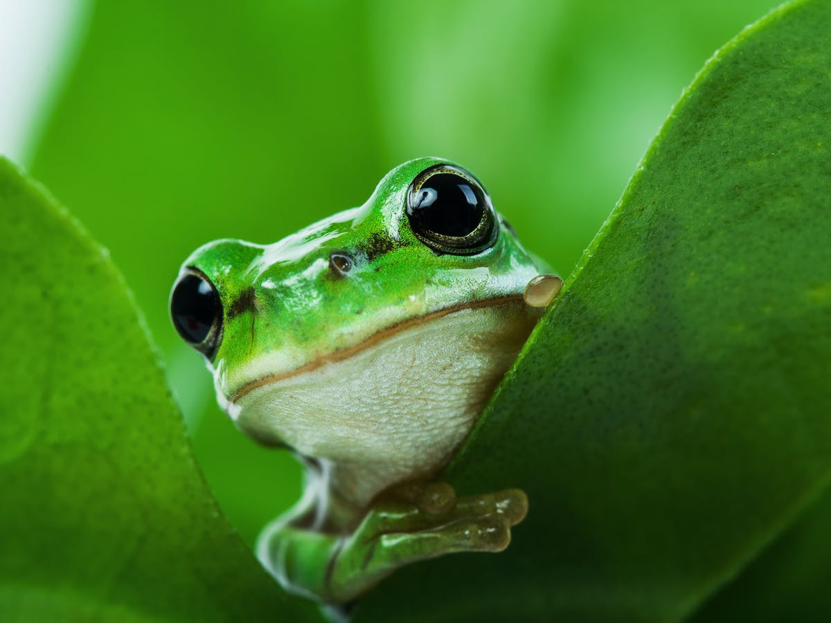 Detail Images Of Frogs Nomer 15