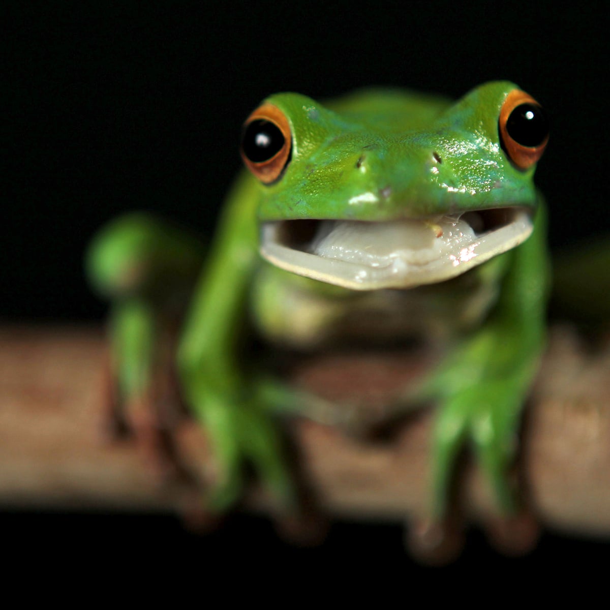 Detail Images Of Frogs Nomer 16
