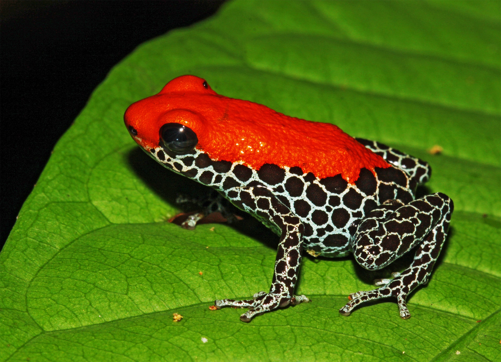 Detail Images Of Frogs Nomer 19
