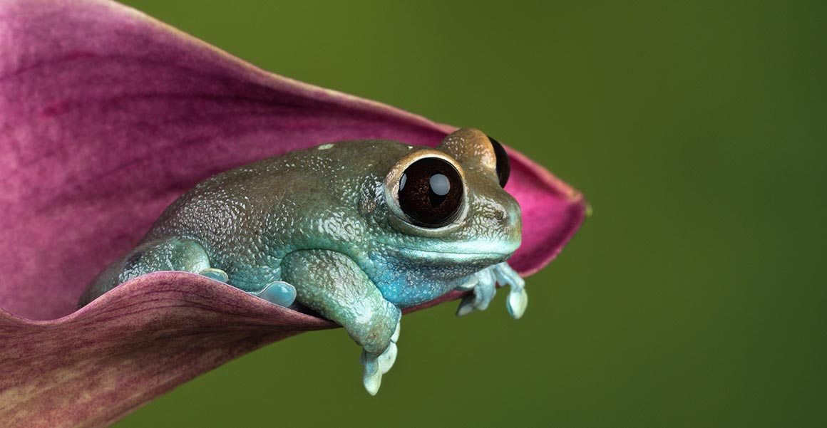 Detail Images Of Frogs Nomer 21