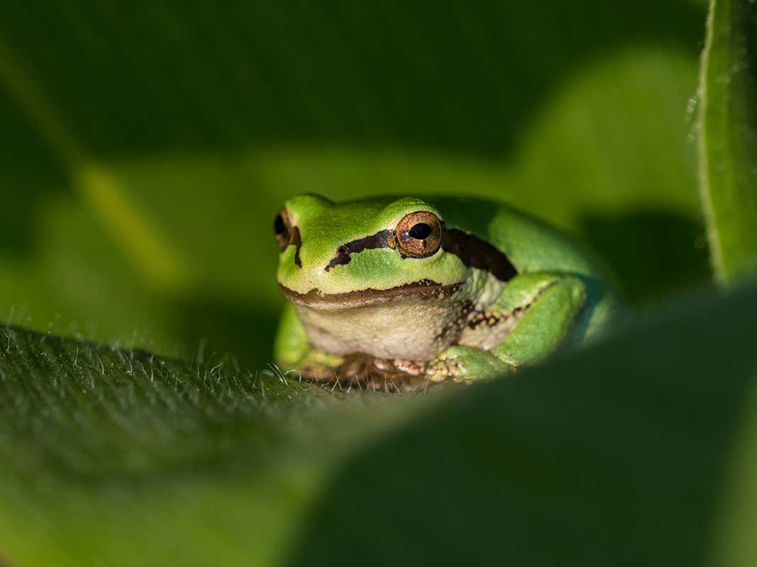 Detail Images Of Frogs Nomer 23