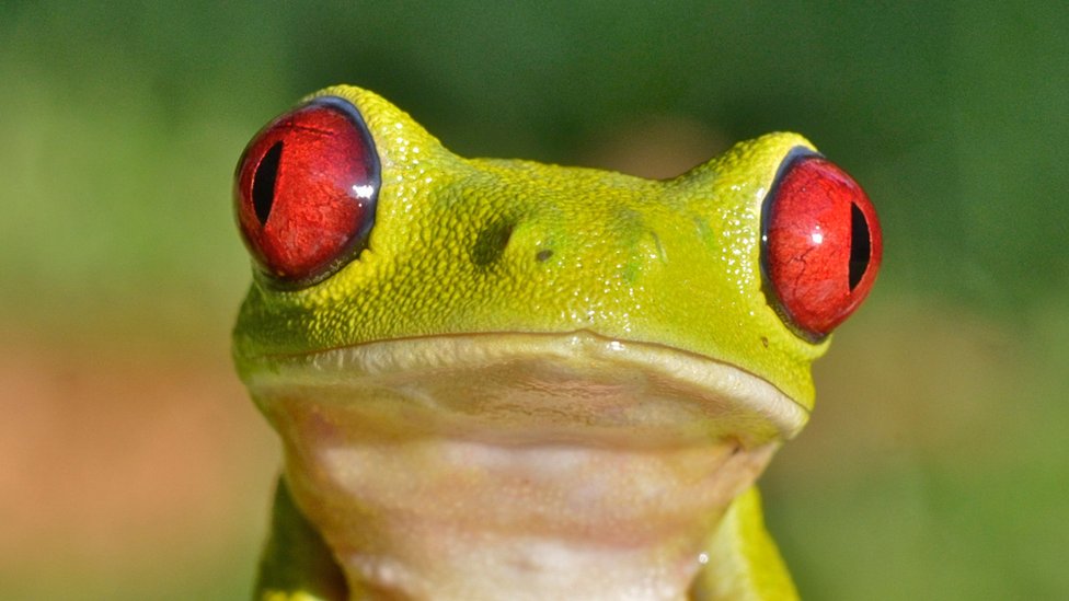 Detail Images Of Frogs Nomer 25