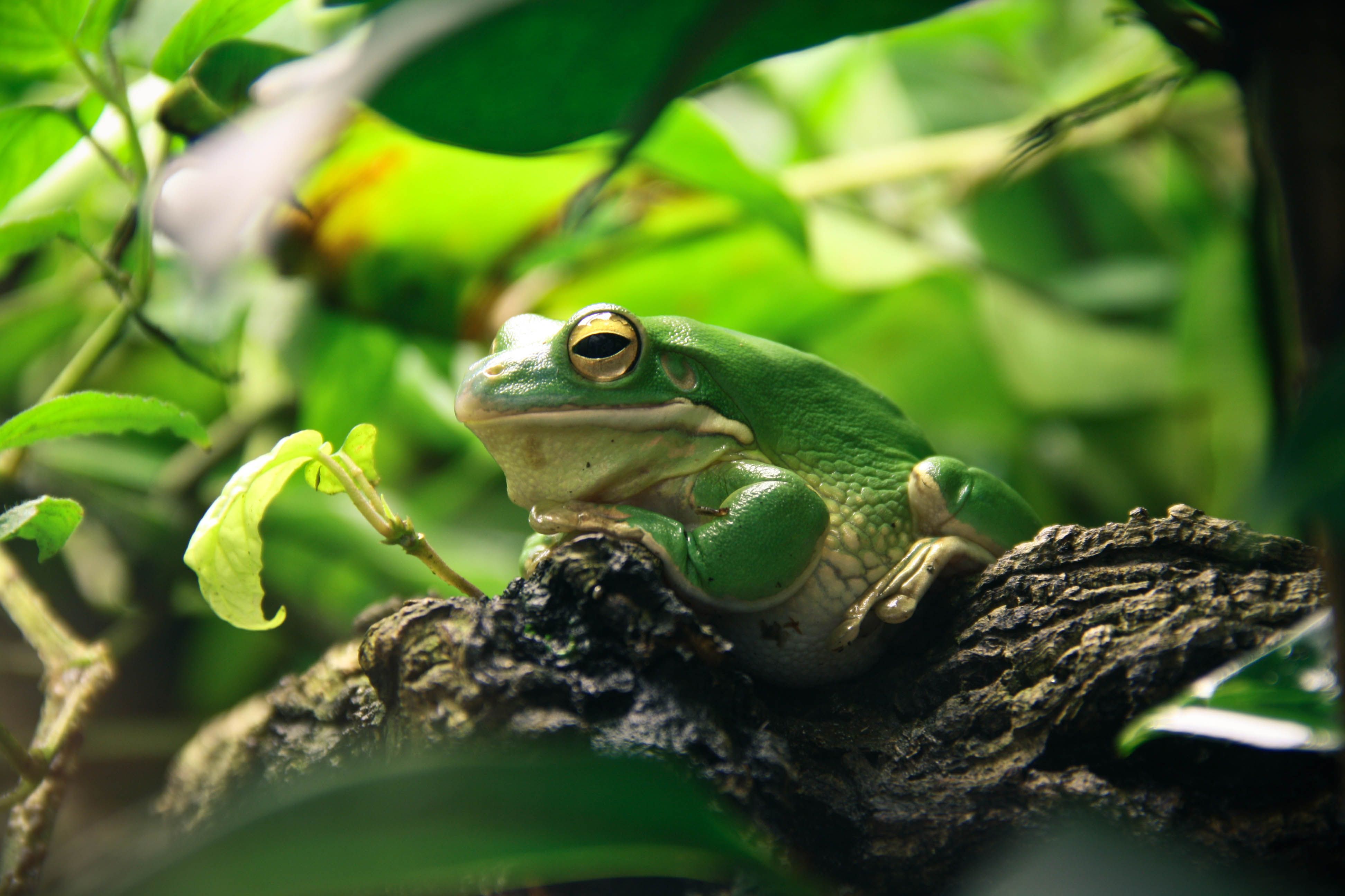 Detail Images Of Frogs Nomer 27