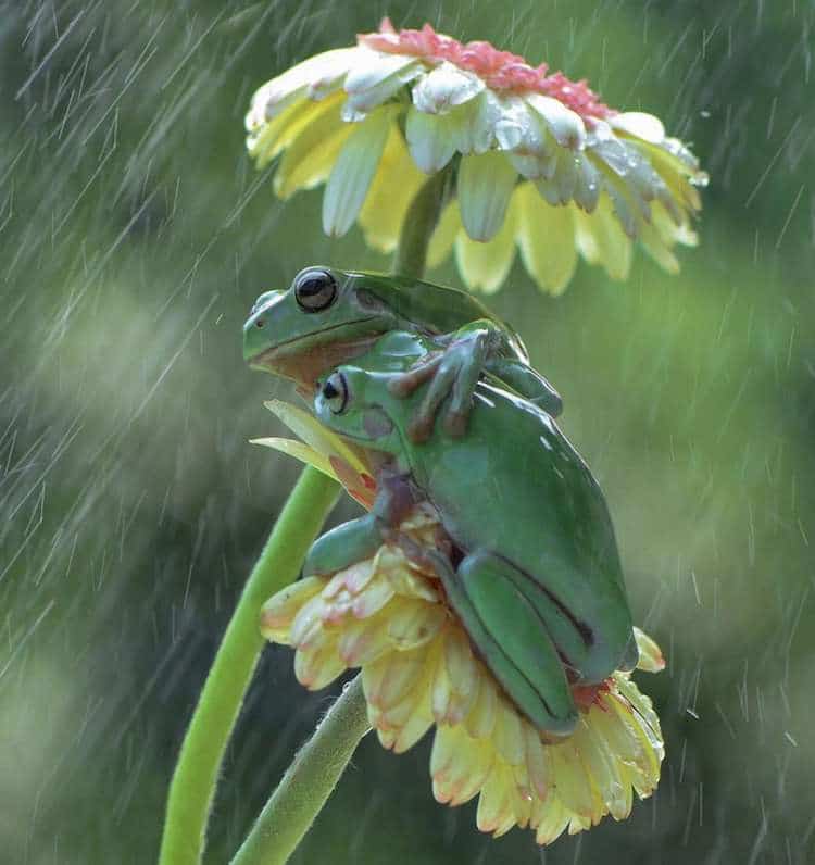 Detail Images Of Frogs Nomer 28