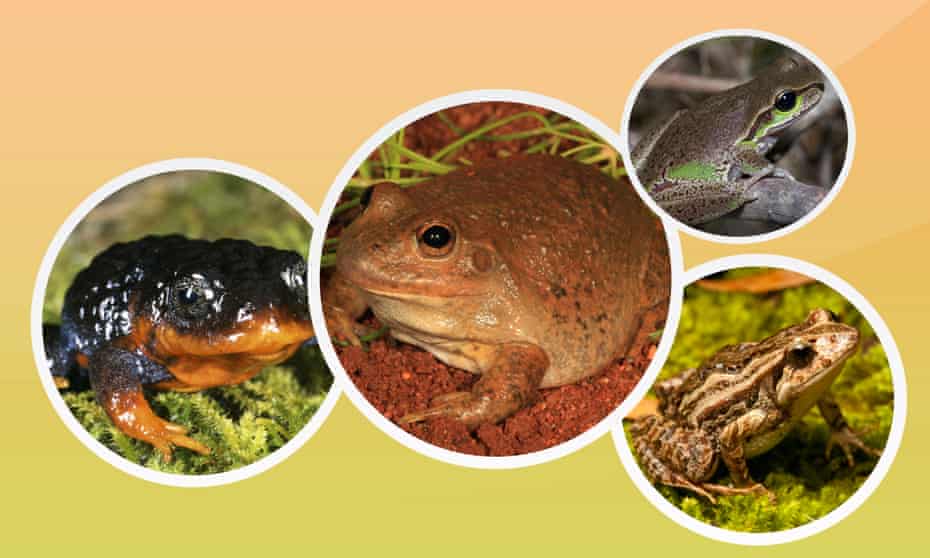 Detail Images Of Frogs Nomer 29
