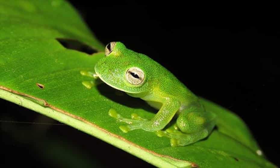 Detail Images Of Frogs Nomer 30