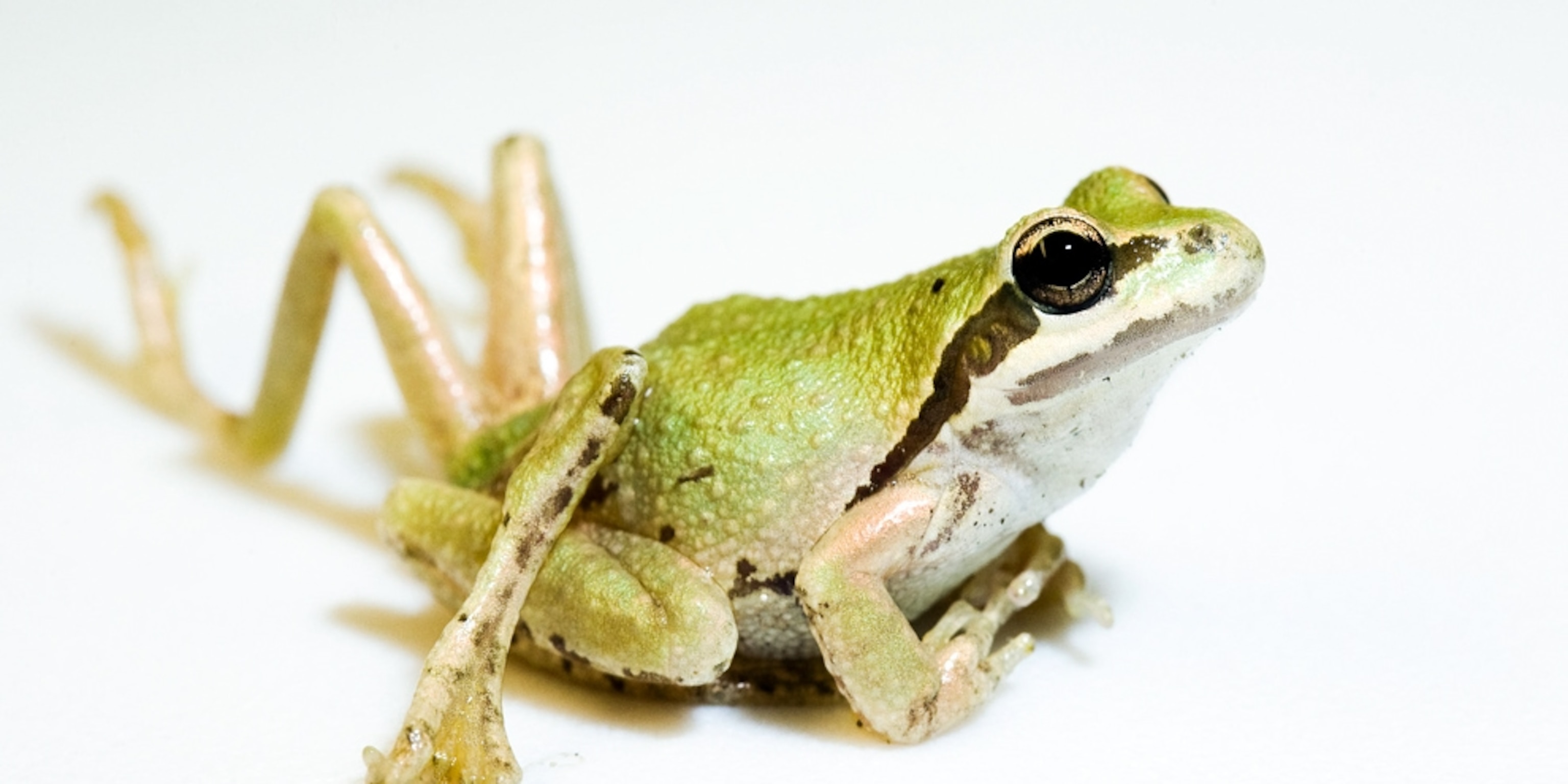 Detail Images Of Frogs Nomer 31