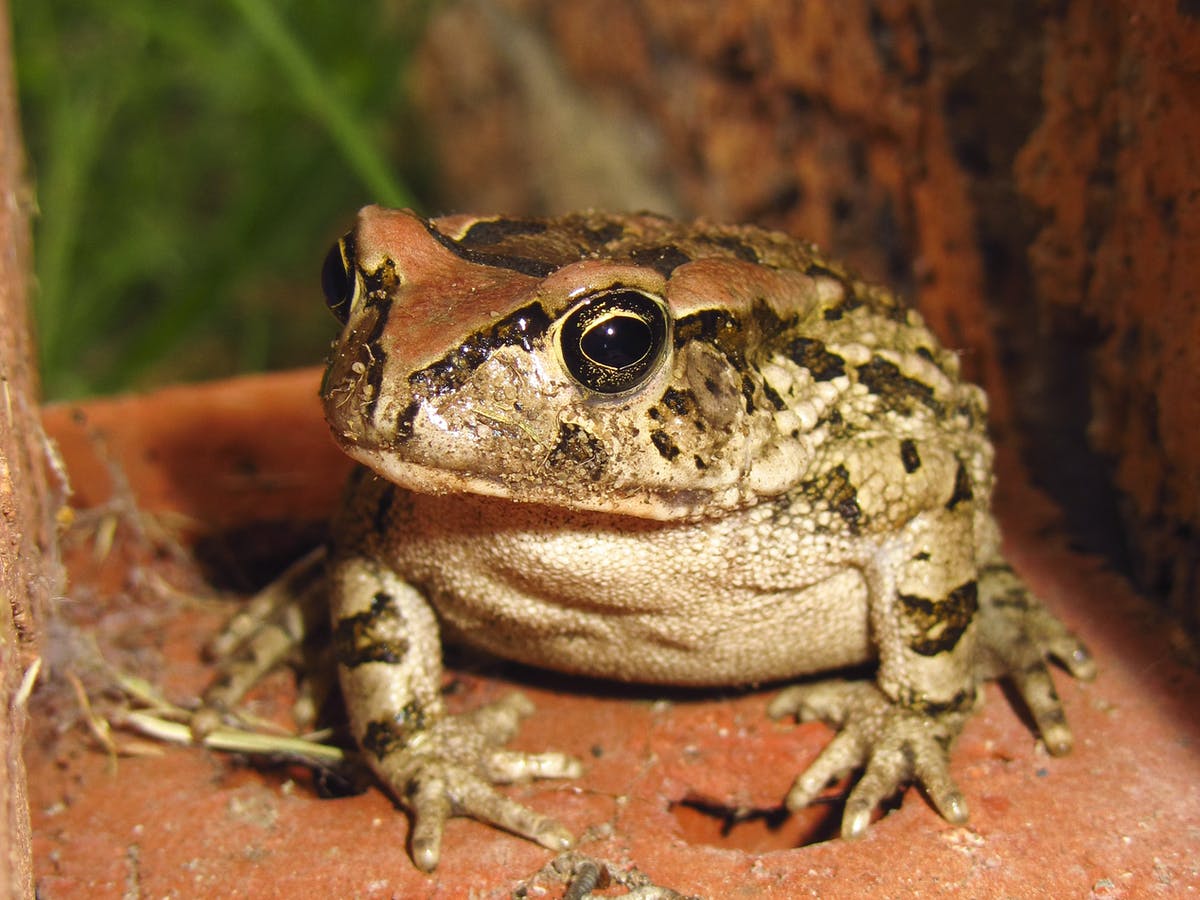 Detail Images Of Frogs Nomer 32