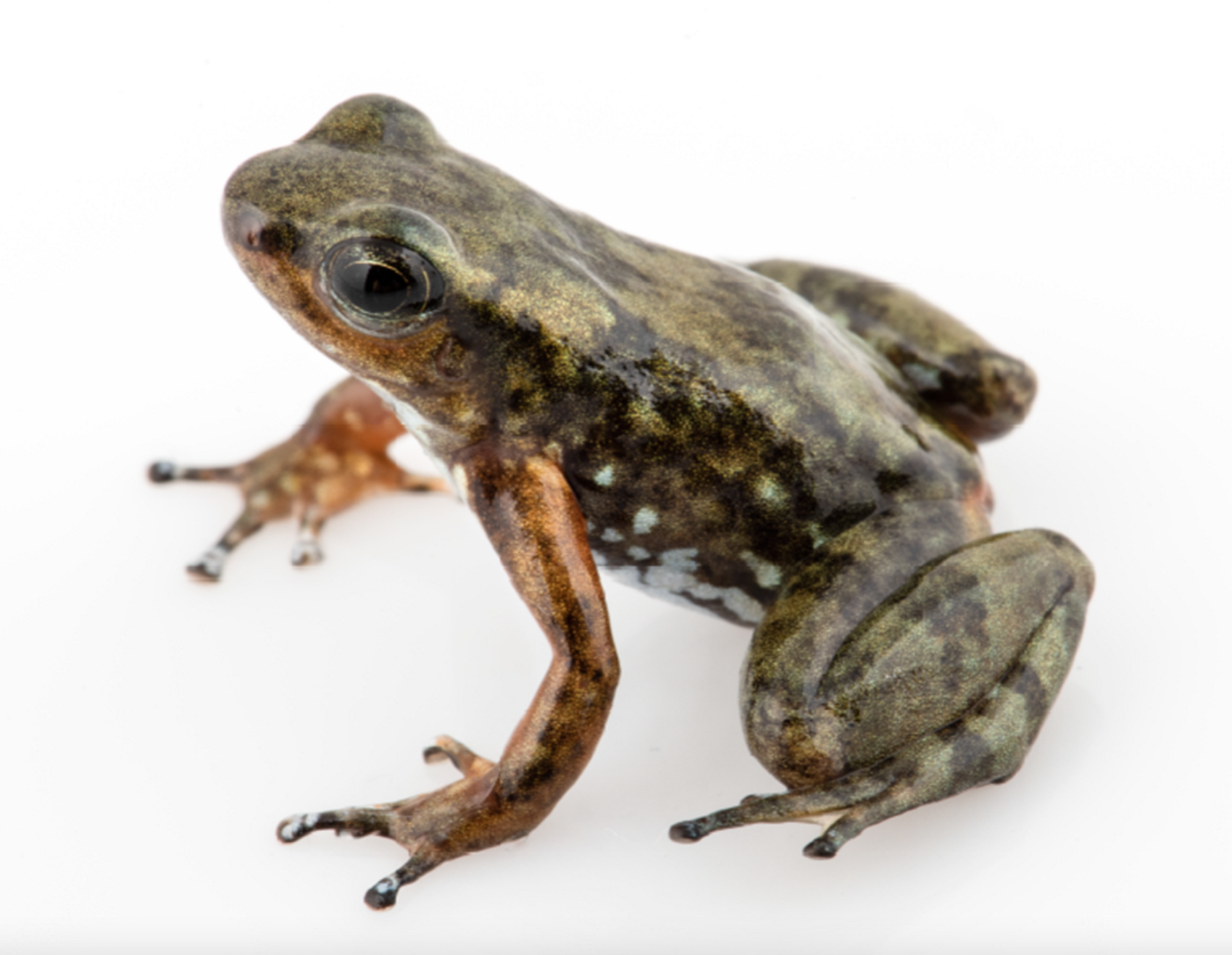 Detail Images Of Frogs Nomer 34