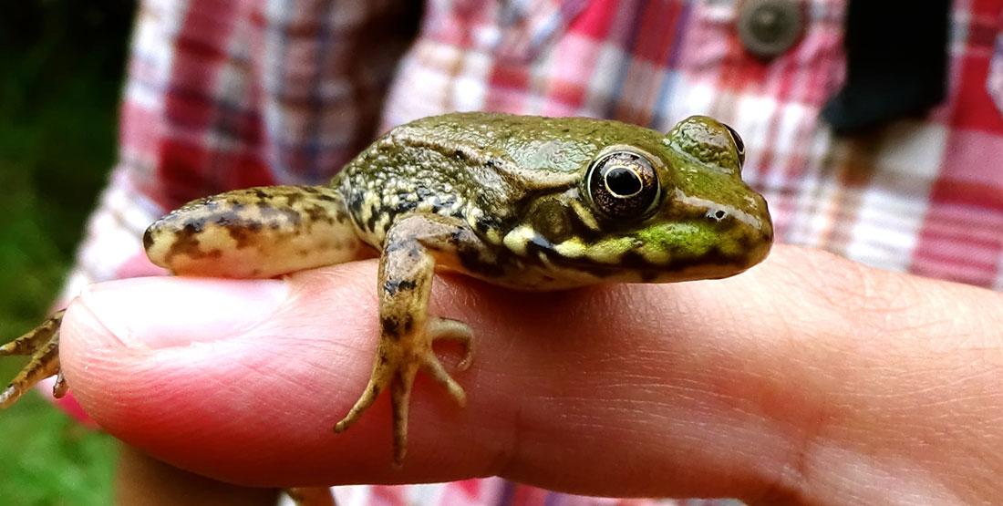 Detail Images Of Frogs Nomer 35