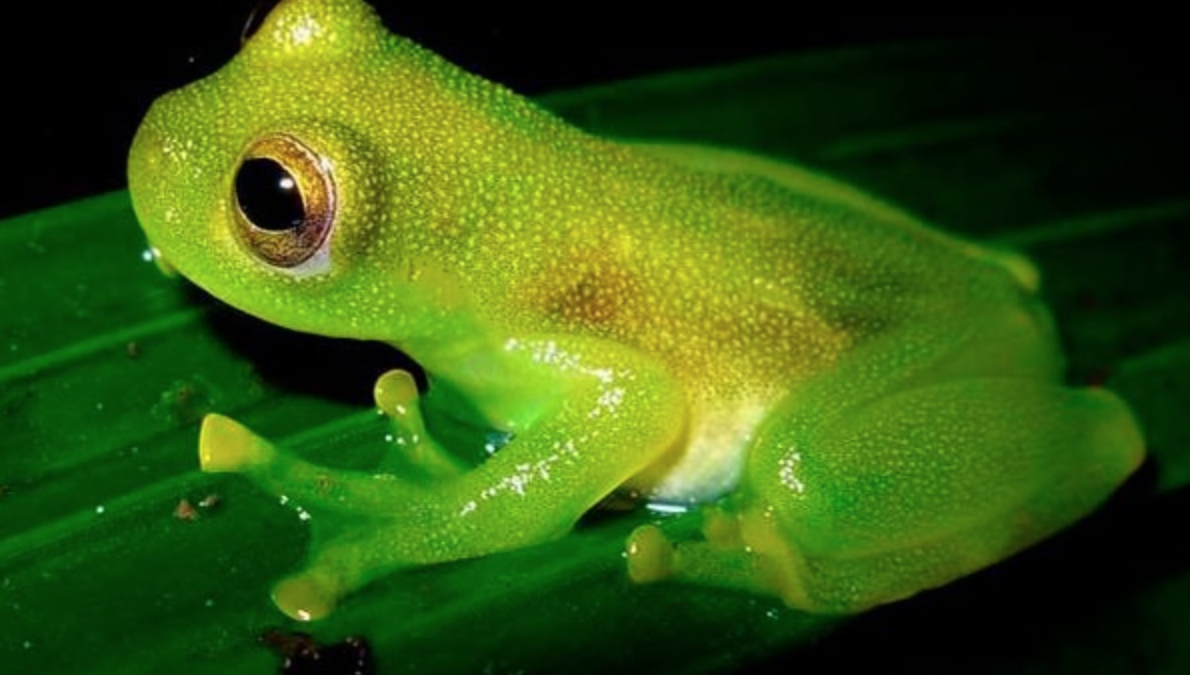 Detail Images Of Frogs Nomer 36