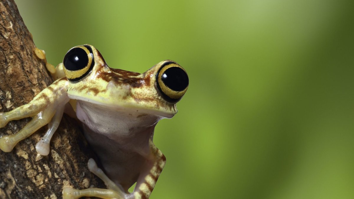 Detail Images Of Frogs Nomer 38