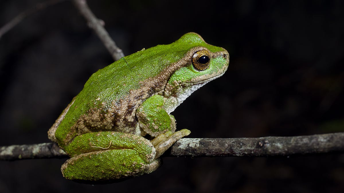 Detail Images Of Frogs Nomer 5