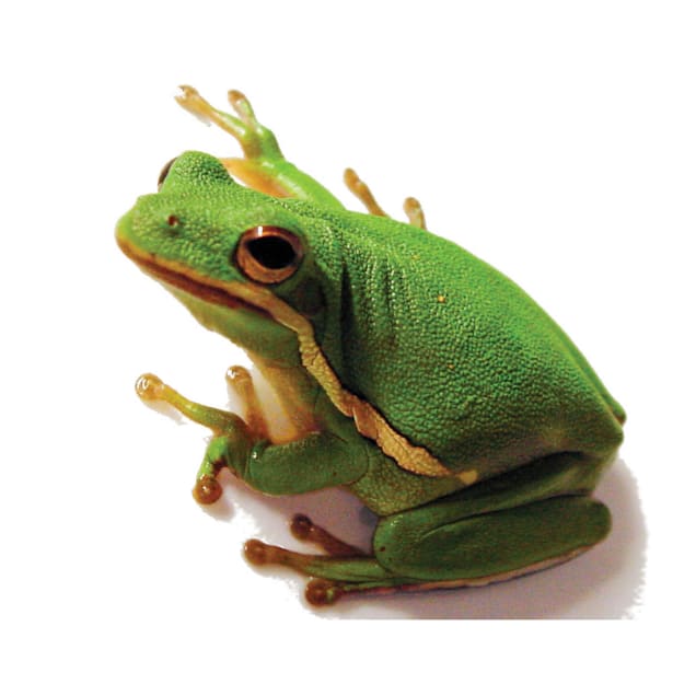 Detail Images Of Frogs Nomer 40