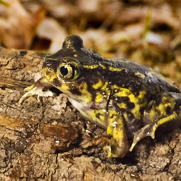 Detail Images Of Frogs Nomer 41
