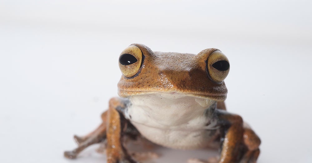 Detail Images Of Frogs Nomer 42