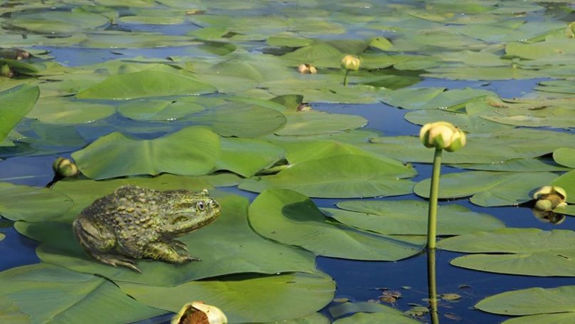 Detail Images Of Frogs Nomer 43