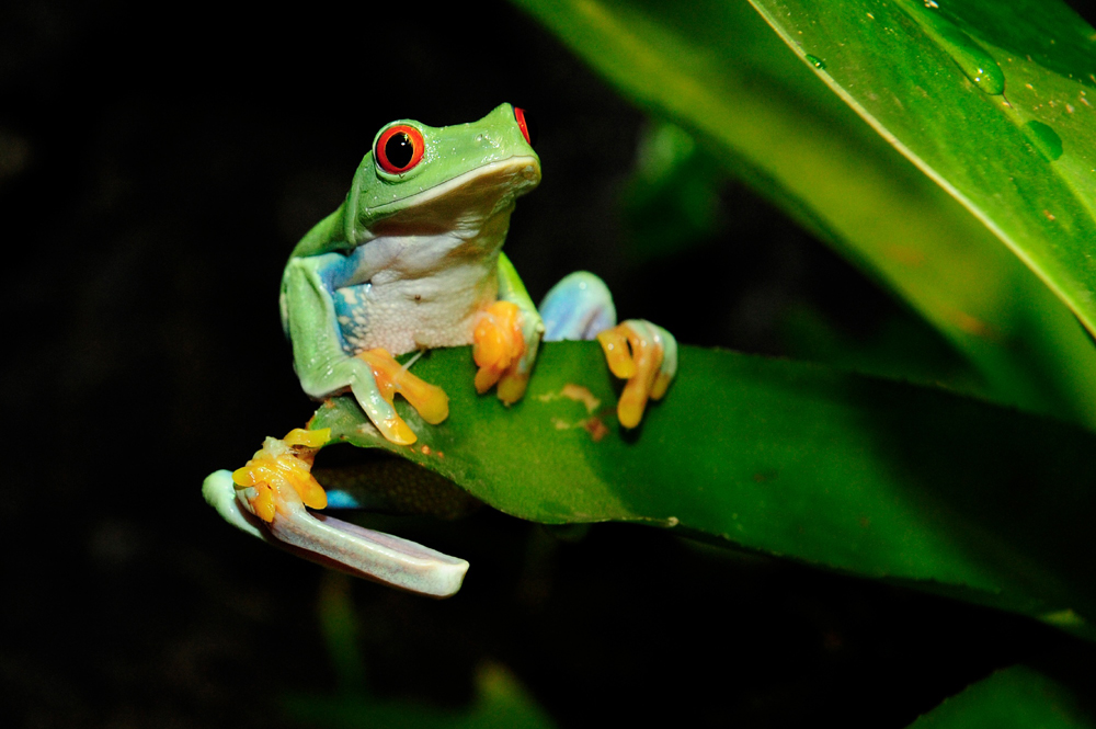 Detail Images Of Frogs Nomer 46