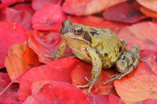 Detail Images Of Frogs Nomer 47