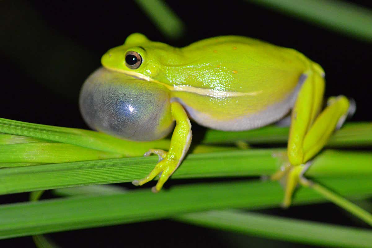 Detail Images Of Frogs Nomer 6