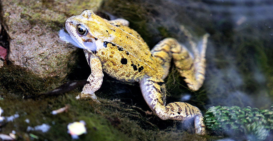 Detail Images Of Frogs Nomer 49