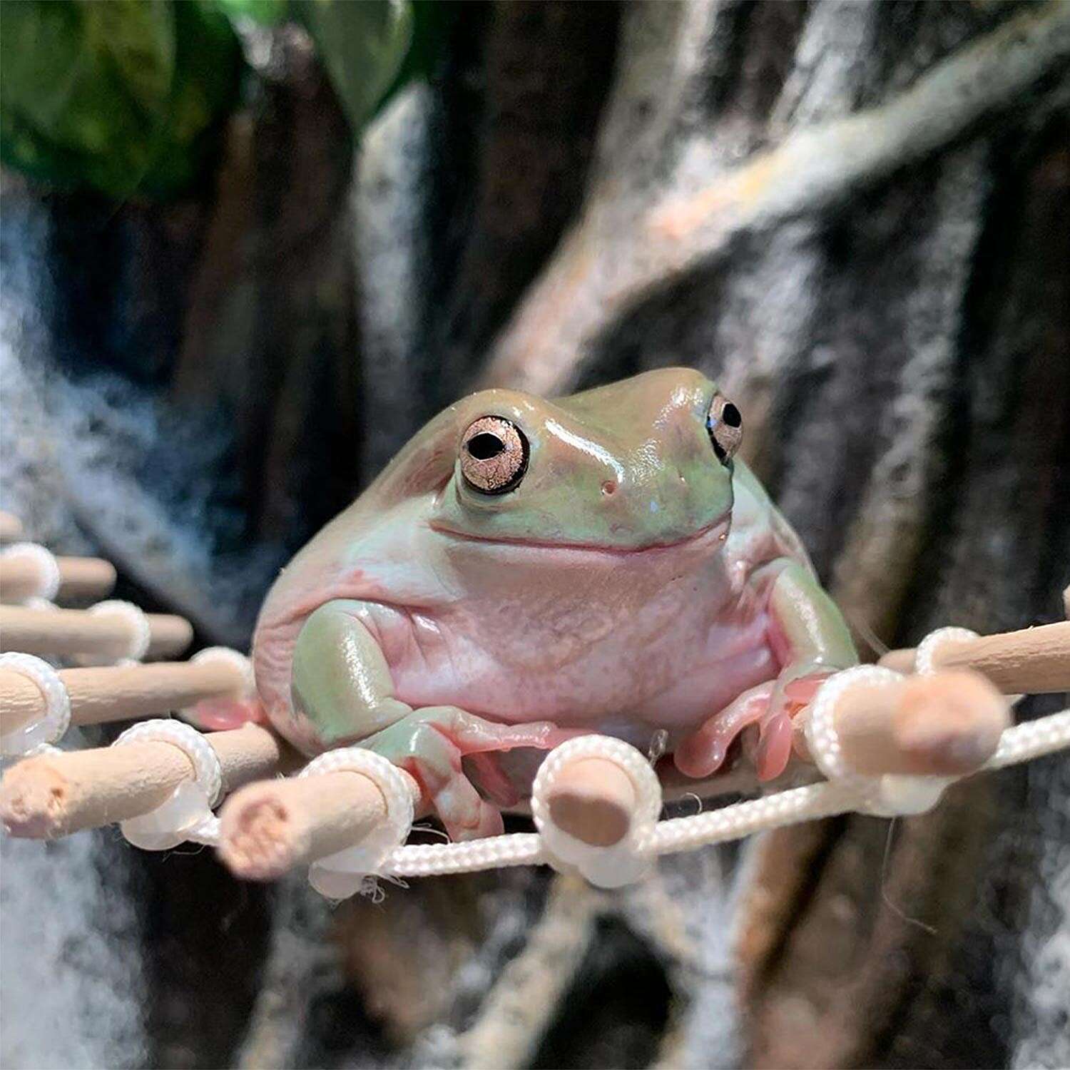 Detail Images Of Frogs Nomer 52