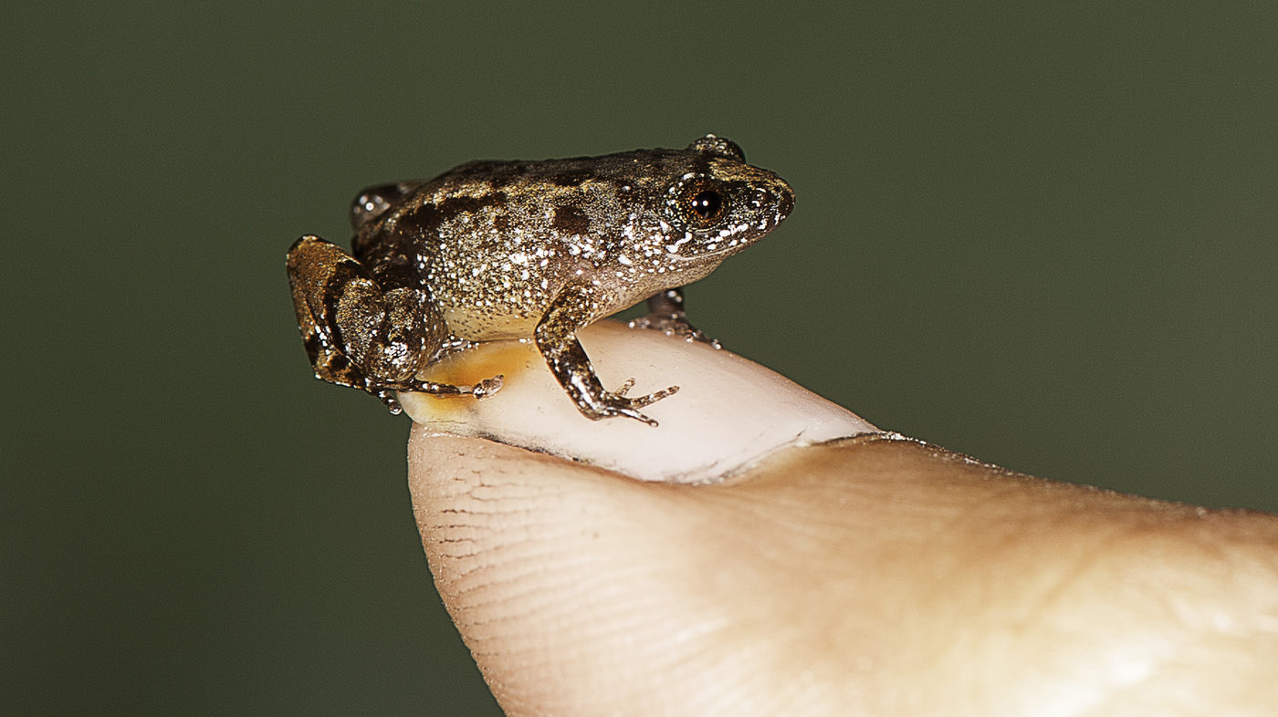 Detail Images Of Frogs Nomer 53
