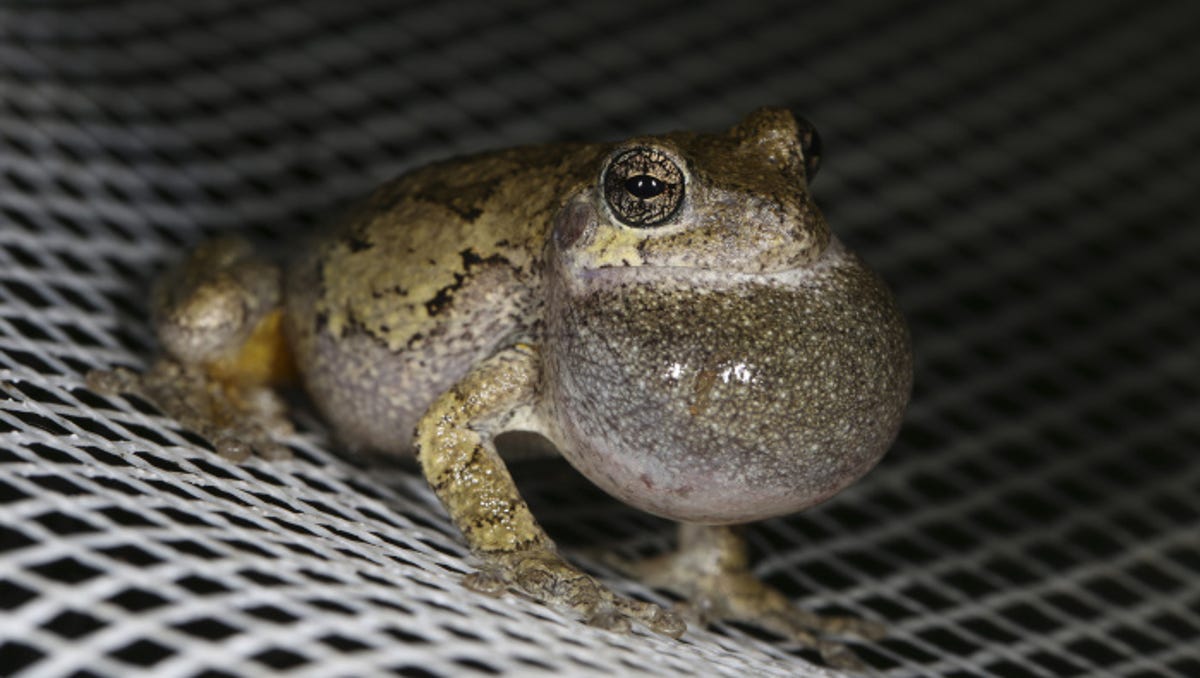 Detail Images Of Frogs Nomer 54