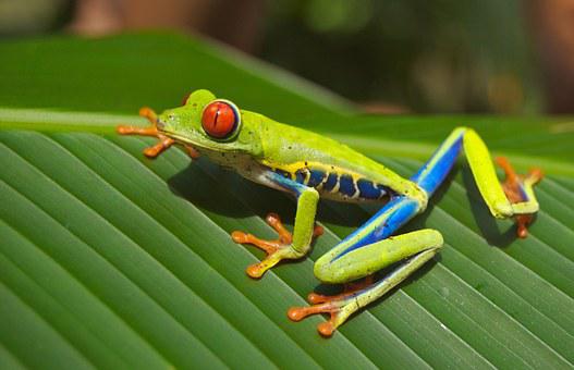 Detail Images Of Frogs Nomer 55
