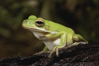 Detail Images Of Frogs Nomer 56