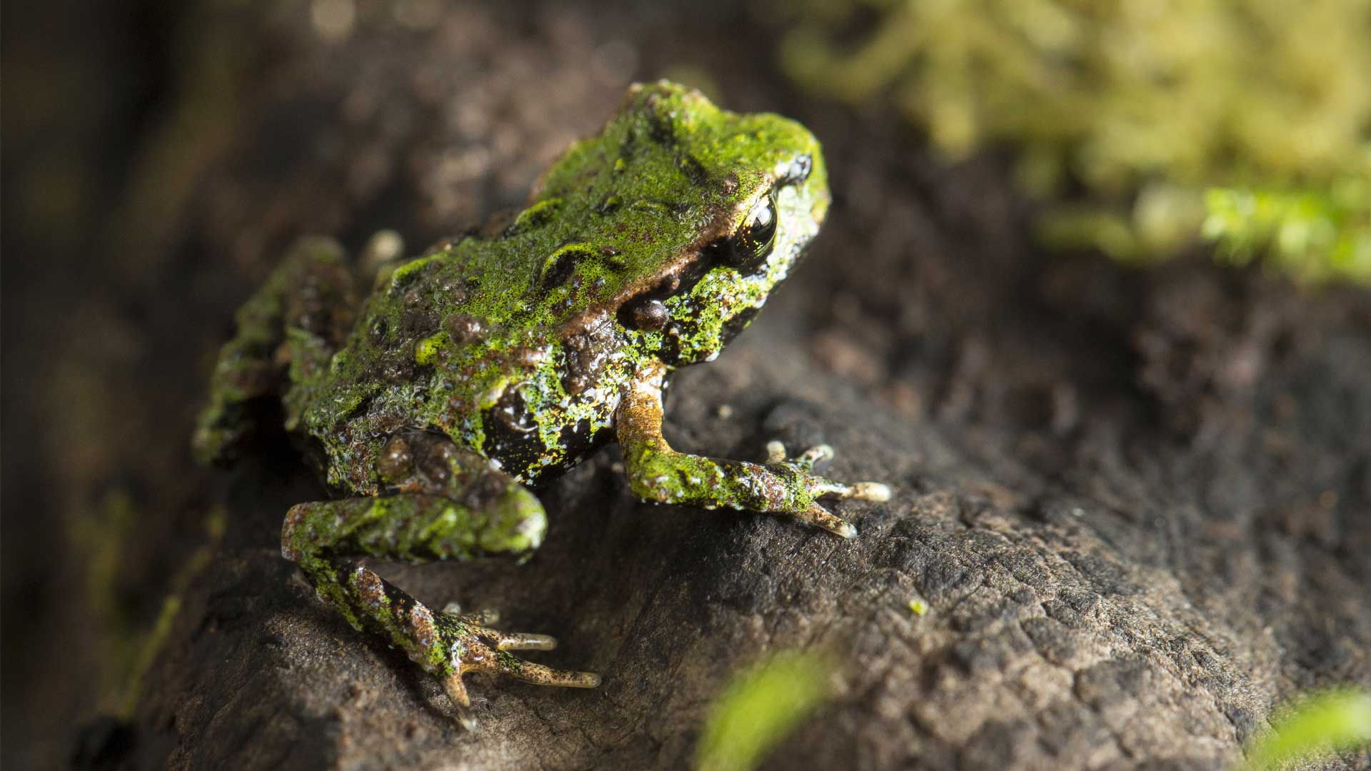 Detail Images Of Frogs Nomer 57