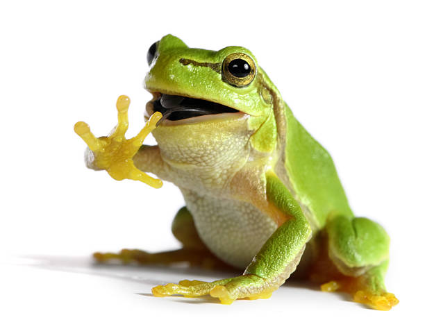 Detail Images Of Frogs Nomer 9