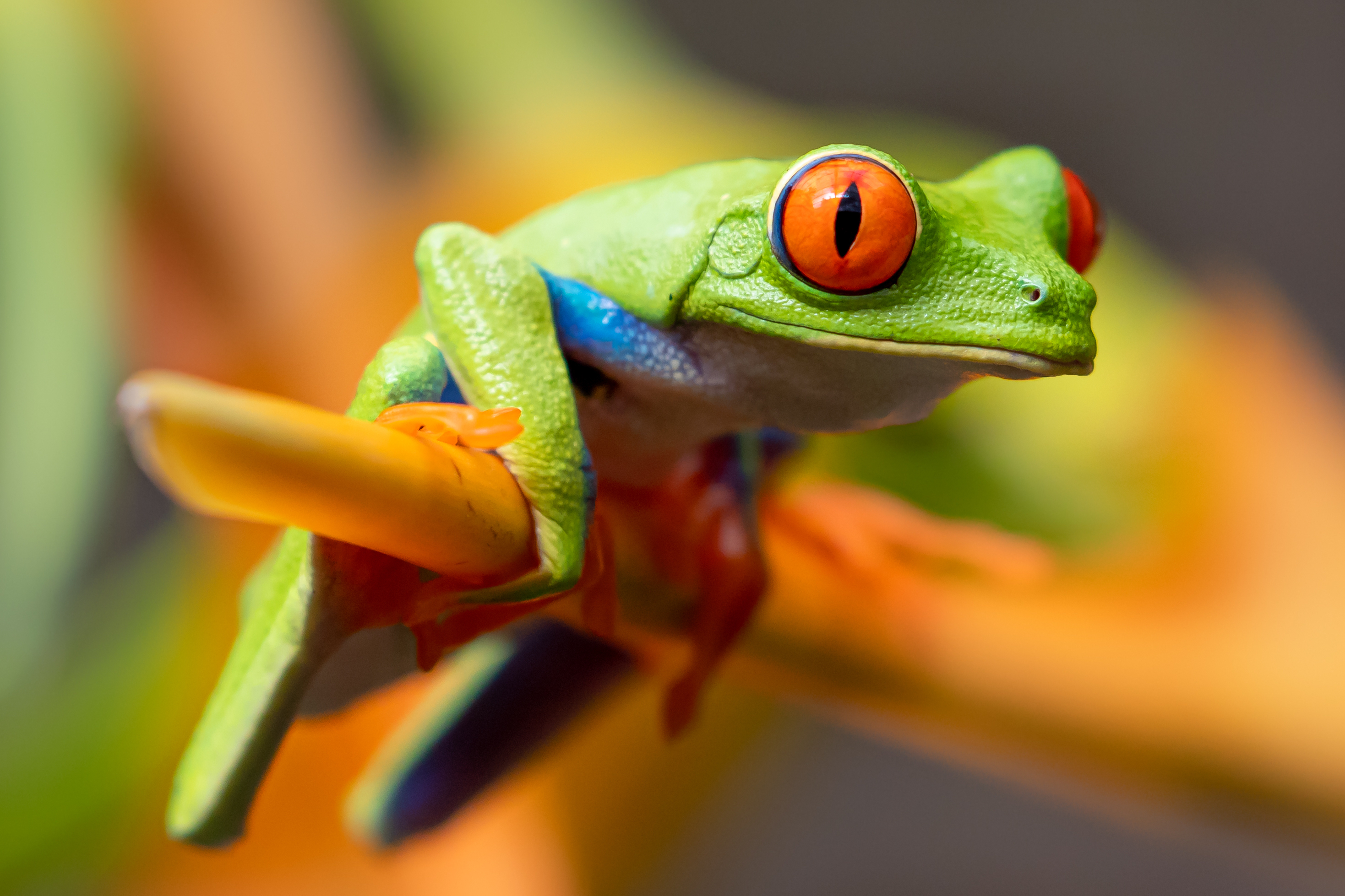Detail Images Of Frogs Nomer 10
